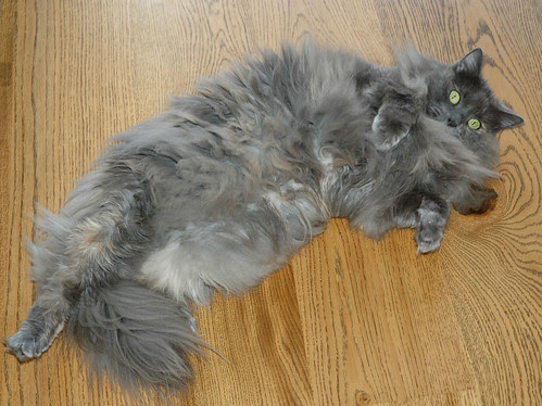 Fluffy enough for ya?