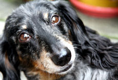 Beloved Maggie - December 23, 2000 - September 13, 2011