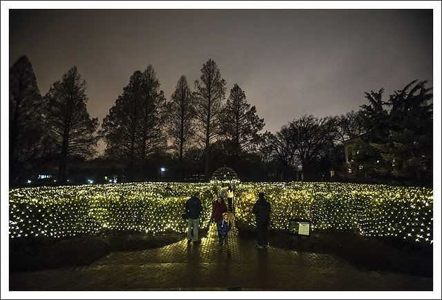 Garden Glow 2013-12-20 14