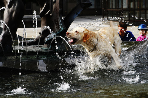 The dog and the fountain
