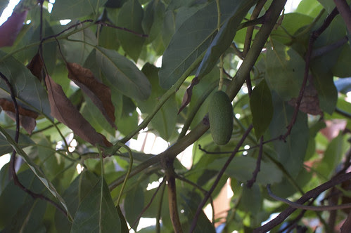 baby avo
