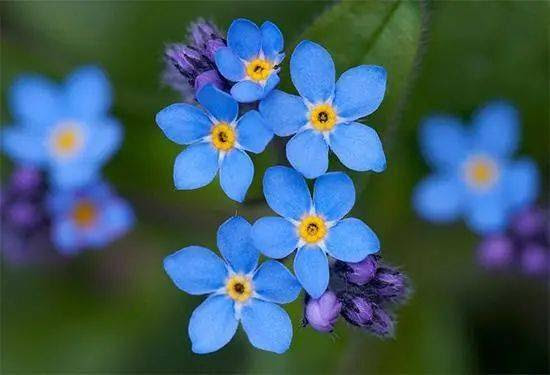 老外对你说forget Me Not 真不是让你 不要忘了他 Is