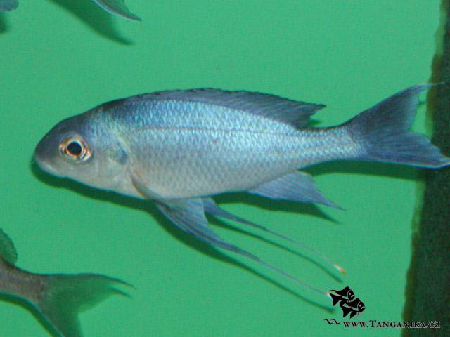 Tanganika Cz Wild Fish