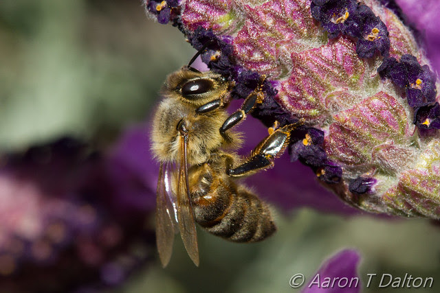 A Bee See