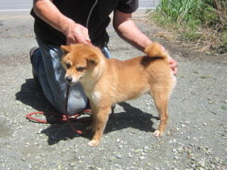 豆柴の子犬販売専門ブリーダー エンジェルズ ウィング 豆柴の子犬販売専門ブリーダー エンジェルズ ウィング