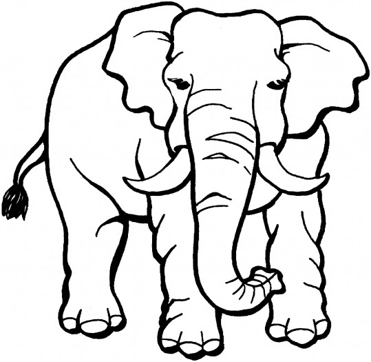 elephant coloring page  super coloring  clipart best