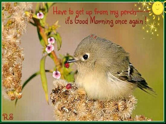 Chirpy Greetings For A New Day Free Good Morning Ecards Greeting Cards 123 Greetings