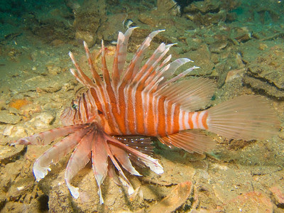 lionfish