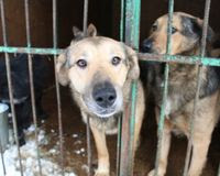 STOP Russia from legalising concentration camps for stray cats and dogs