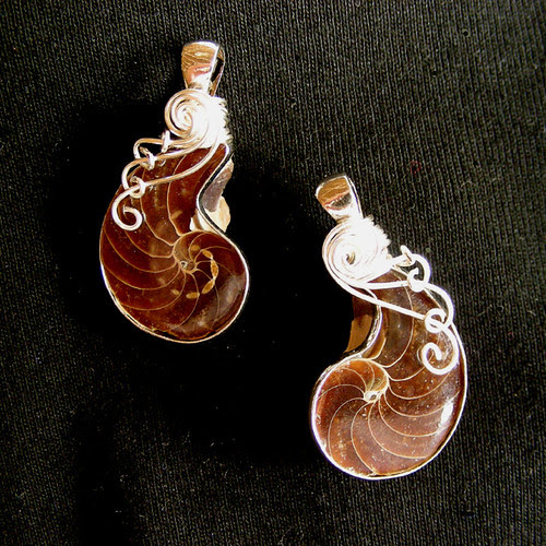 Ammonite