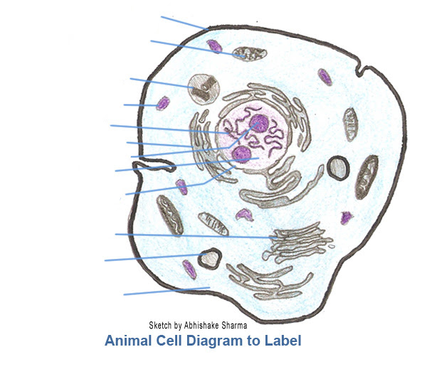 Unlabeled Animal Cell - Cliparts.co