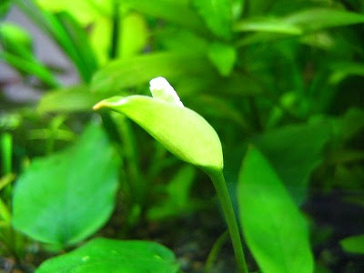 日々の暮らしの中で アヌビアスナナの花が咲きました
