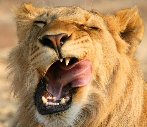 ERA PROPRIO BUONO!! da peo pea.