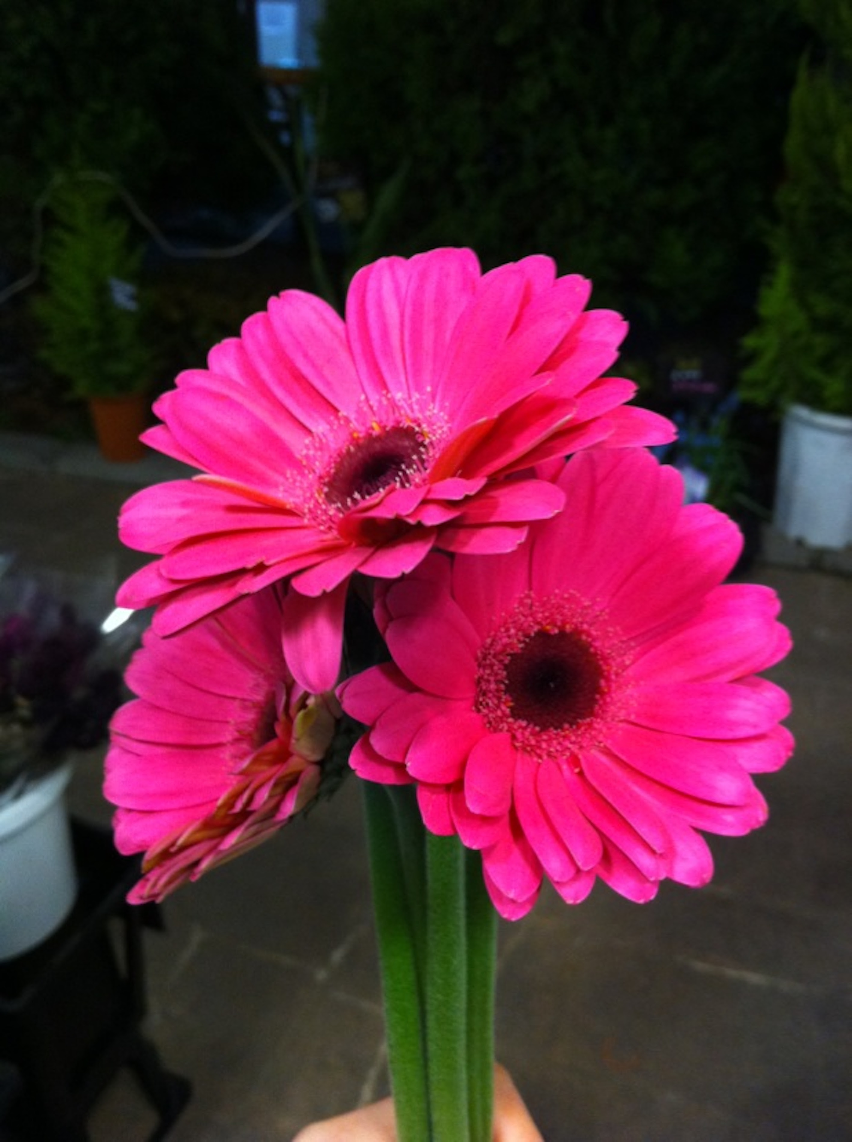 ガーベラの花びらやおしべの数は 植物navi