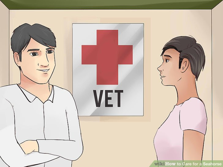 Care for a Seahorse Step 11 Version 2.jpg