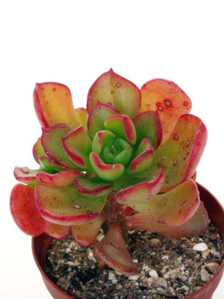 紅葉が美しい品種一覧