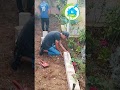 Avant et après prestation jardinage Alger