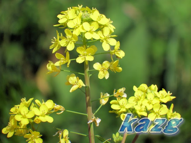 チンゲンサイの花 写真共有サイト フォト蔵