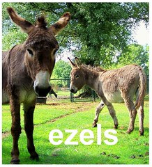 onze dieren