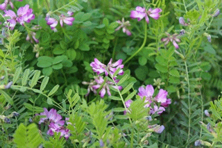 安堵町花だより 安堵町役場