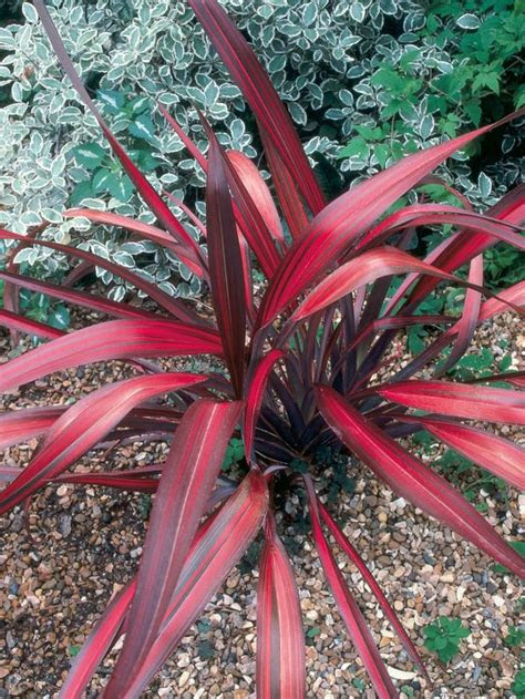 Shade trees will make it more comfortable outside of your home and will also add value to the property itself. 13 Perennials for Full Sun | Red plants, Desert plants, Plants