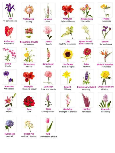flower pictures  names list pelfusioncom