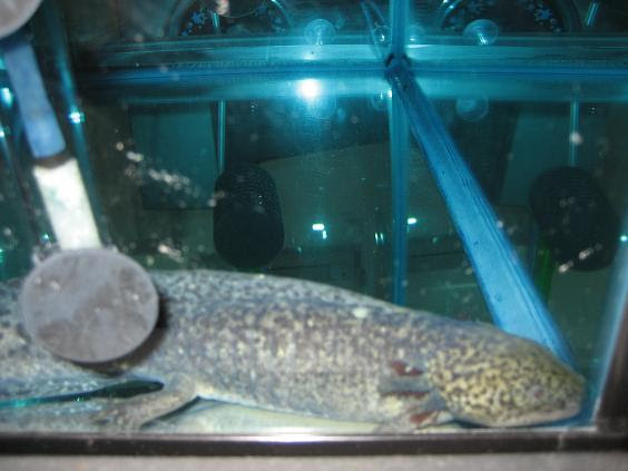 白点病治療６日目 ウパのためいき 楽天ブログ