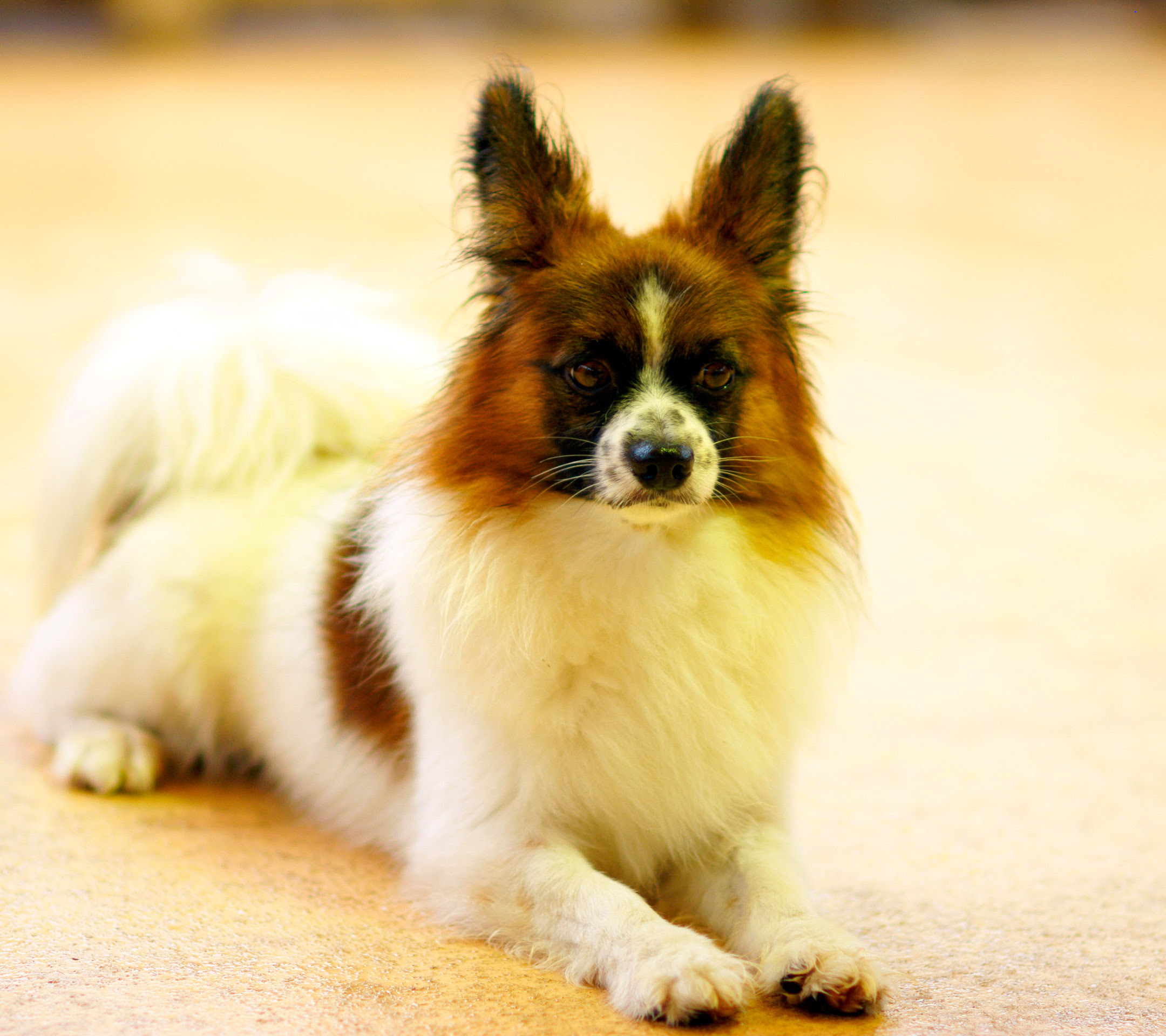犬 スマホ壁紙ならandroid壁紙タウン