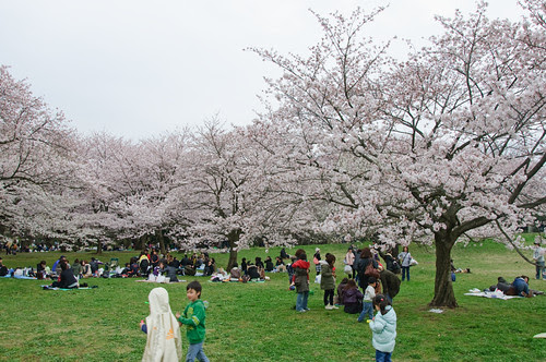 under the sakura trees