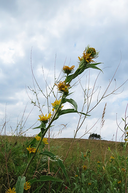 IMG_8236Sunflowers