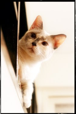 rescue cat