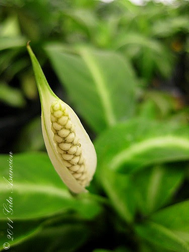 Up Close and Personal:  Anthurium