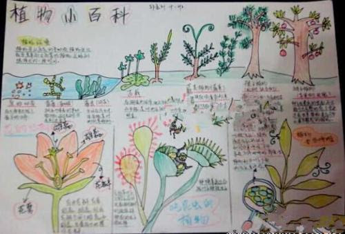 小学生植物介绍卡图片 万图壁纸网