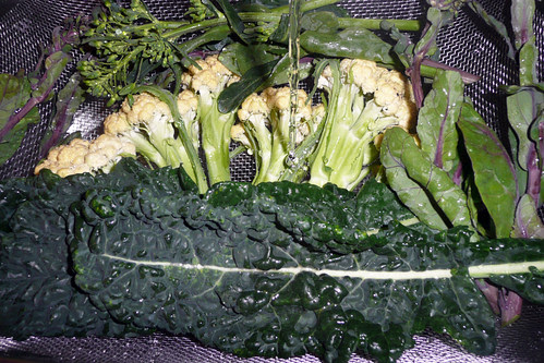 Veg patch dinner April 12
