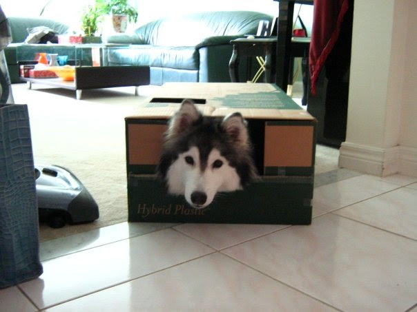 This Husky Raised By Cats Acts Like A Cat Bored Panda This Husky Raised By Cats Acts Like A Cat Bored Panda