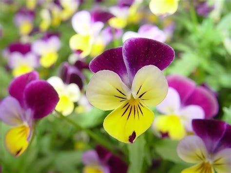 yellow  purple pansies flowers  plants wallpaper