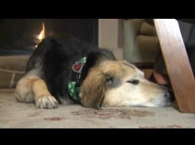Lucky anjing jenis beagle dalam perawatan dokter hewan Angell, Boston karena korban tabrak lari.