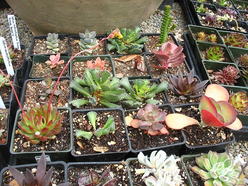 Gamble Garden plant sale (Palo Alto, CA)