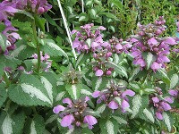 ８月２４日の誕生花 ラミウムの花言葉 気づかれない想い 踊子の舞姿をした 愛嬌 のあるツルオドリコソウ 蔓踊子草 弥生おばさんのガーデニングノート 花と緑の365日 楽天ブログ