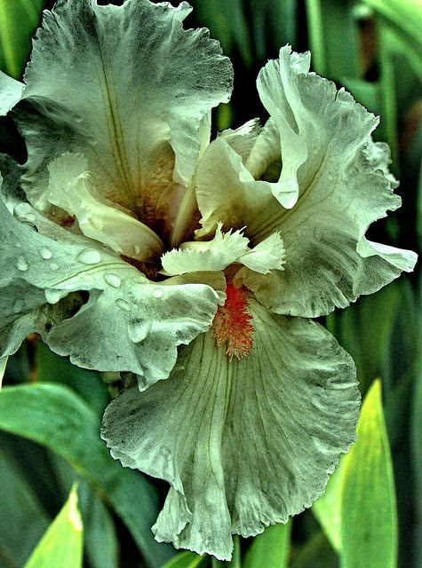 green orchid