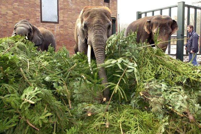 Christmas trees as dinner for elephants (6 pics)