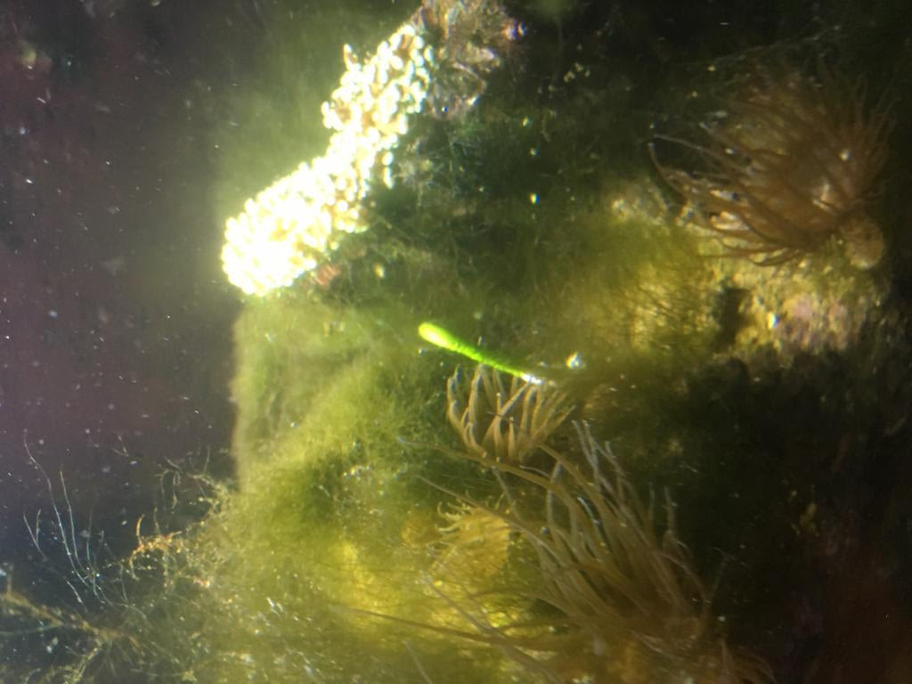 Click image for larger version Name: green thing in tank 2.jpg Views: N/A Size: 72.9 KB ID: 140905