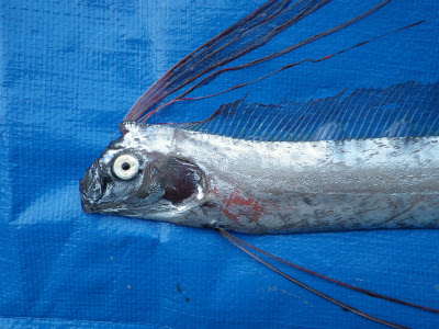 印刷可能 太刀魚 泳ぎ方 ただかわいいフィス