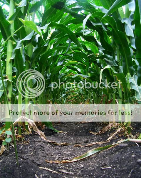 Image hosted by Photobucket.com