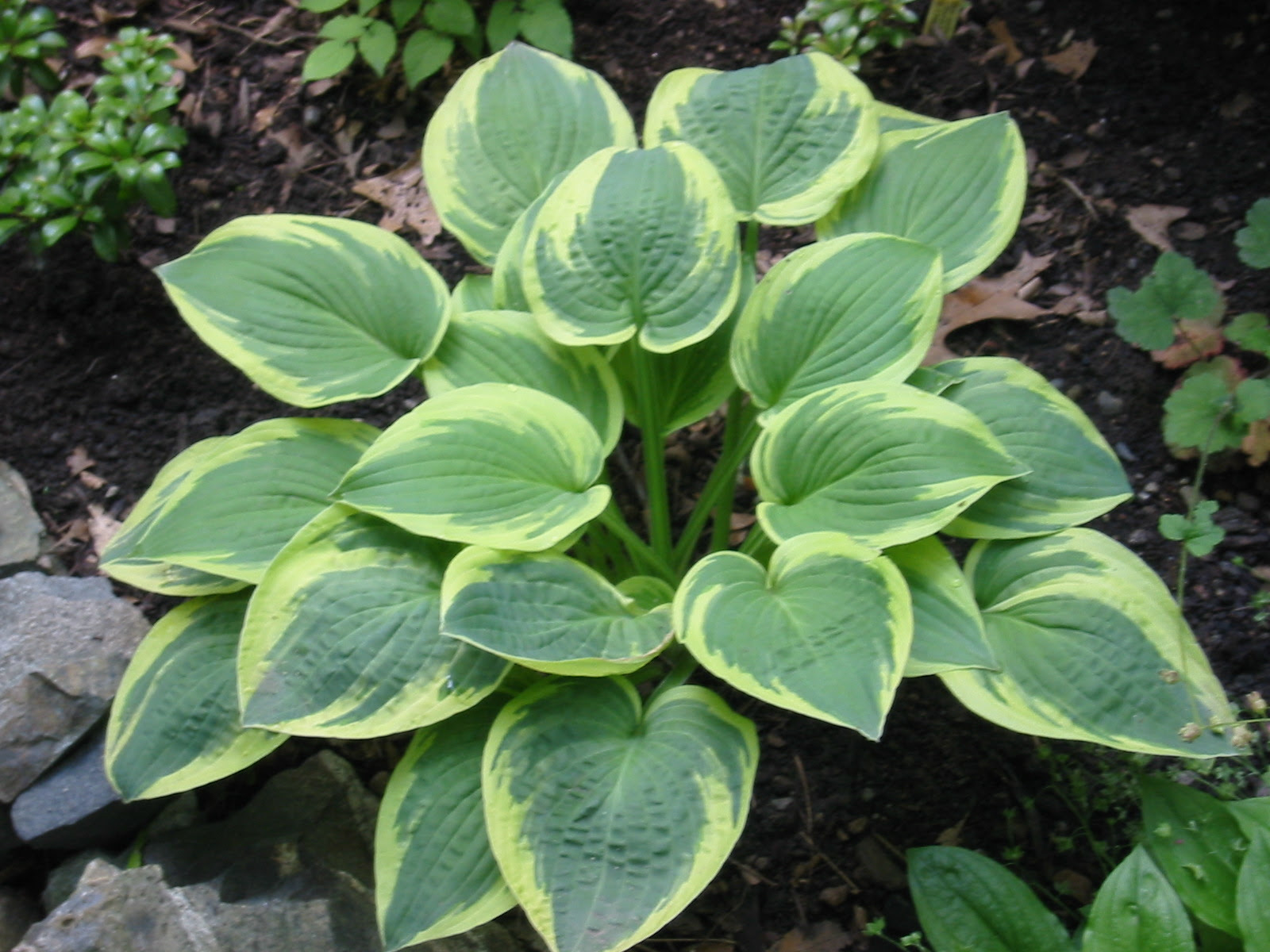 perennial plants