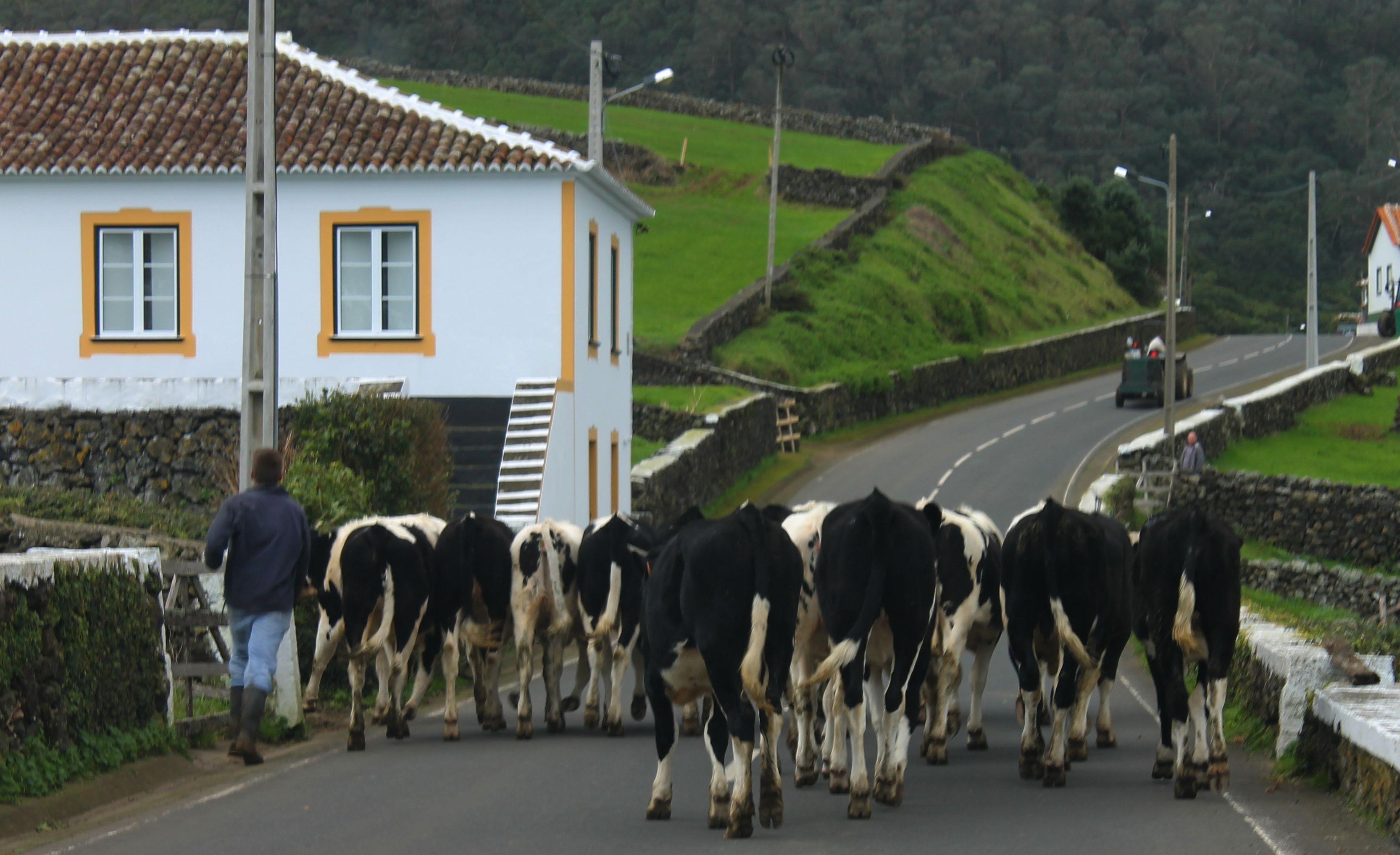 12. Cows a Walking