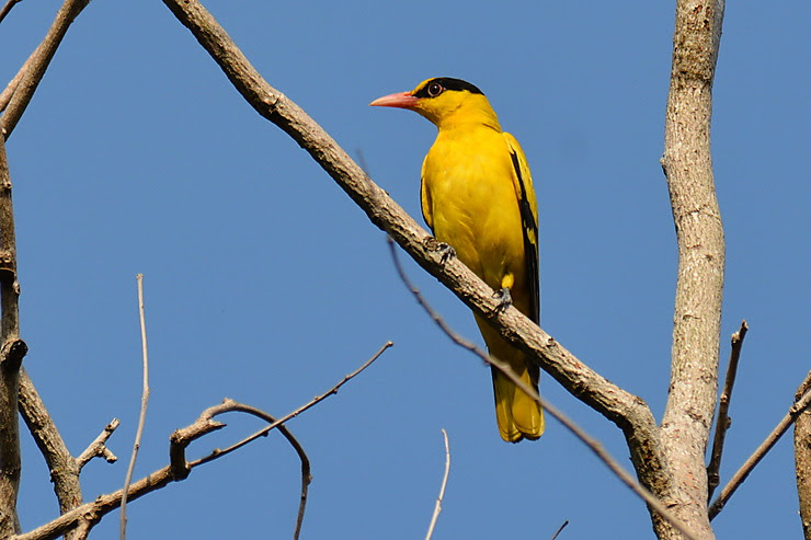 Loriot de Chine, Sihanoukville