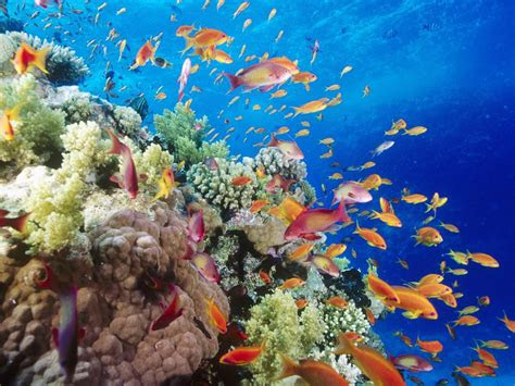 wallpaper pemandangan bawah laut  fakta unik  menarik