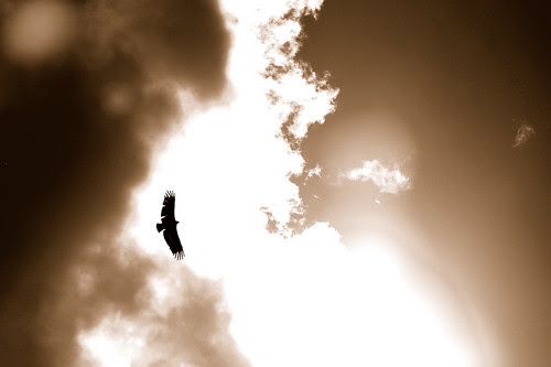 with wings as eagles