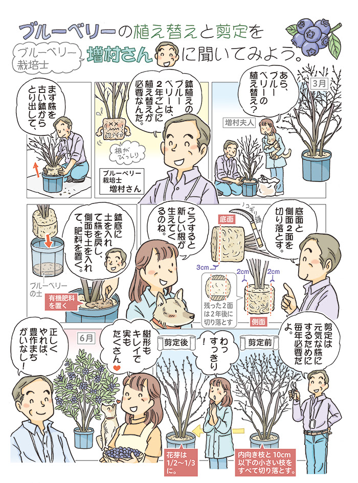 初心者でもわかりやすいブルーベリー栽培 一般社団法人 日本ブルーベリー協会